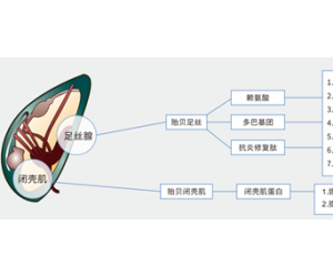 贻贝足丝蛋白-上海聚慕医疗器械有限公司